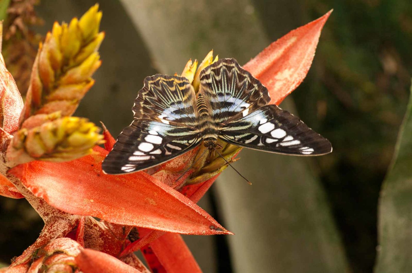 2018-09-17 - Garten der Schmetterlinge Bendorf-Sayn