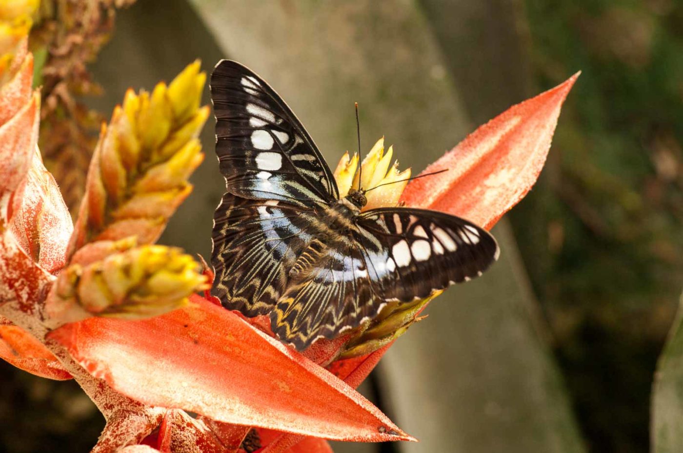 2018-09-17 - Garten der Schmetterlinge Bendorf-Sayn