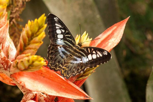2018-09-17 - Garten der Schmetterlinge Bendorf-Sayn