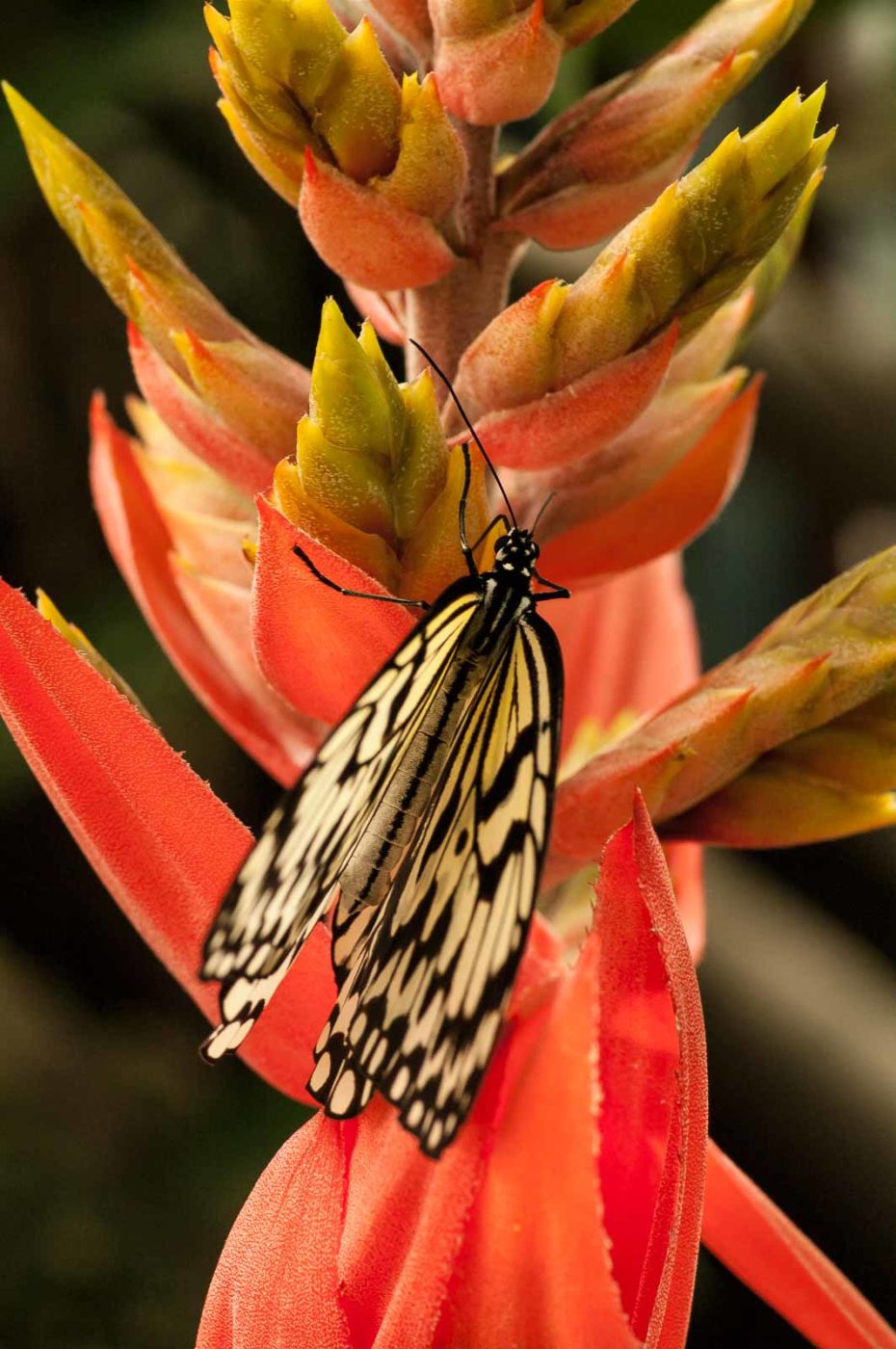 2018-09-17 - Garten der Schmetterlinge Bendorf-Sayn