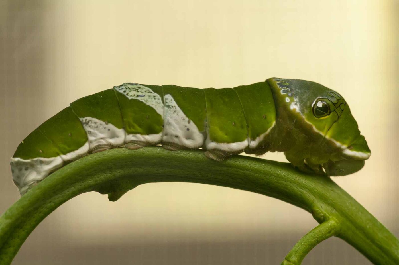 2018-09-17 - Garten der Schmetterlinge Bendorf-Sayn