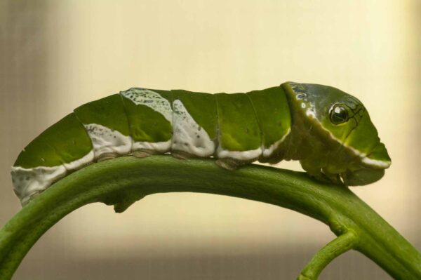 2018-09-17 - Garten der Schmetterlinge Bendorf-Sayn