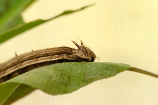 2018-09-17 - Garten der Schmetterlinge Bendorf-Sayn