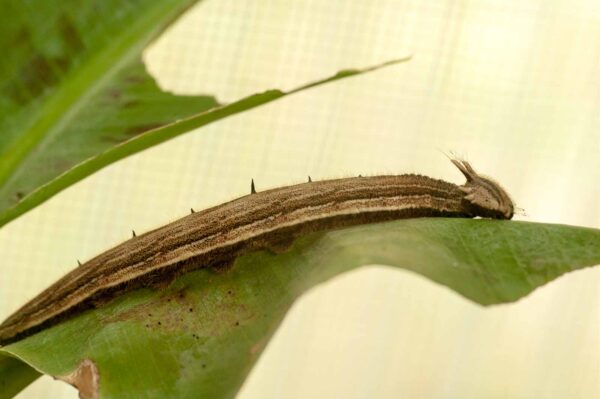 2018-09-17 - Garten der Schmetterlinge Bendorf-Sayn