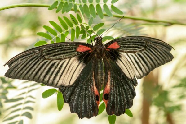 2018-09-17 - Garten der Schmetterlinge Bendorf-Sayn