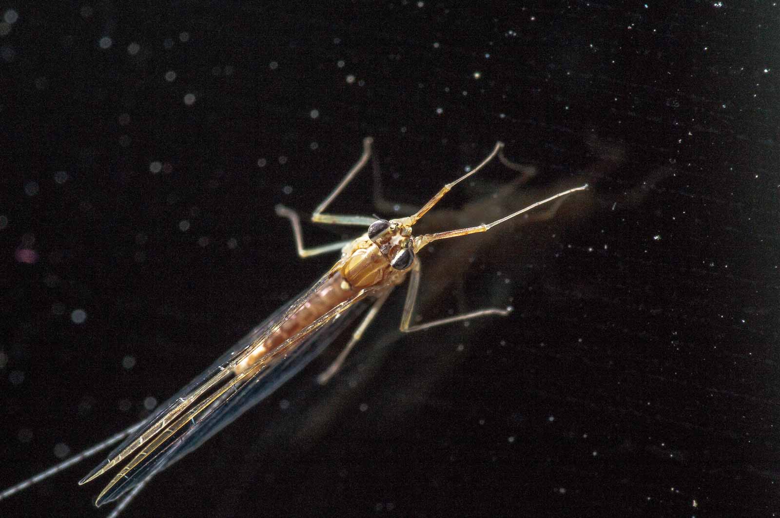 °baetidae°