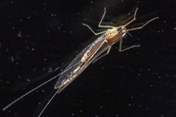 2017-09-26 - RE-Sidenzia auf'm BallKong