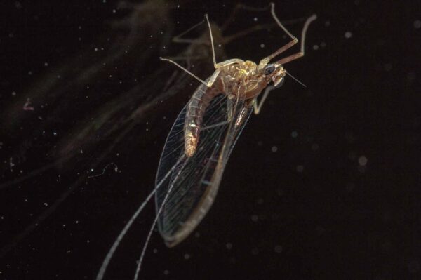 2017-09-26 - RE-Sidenzia auf'm BallKong