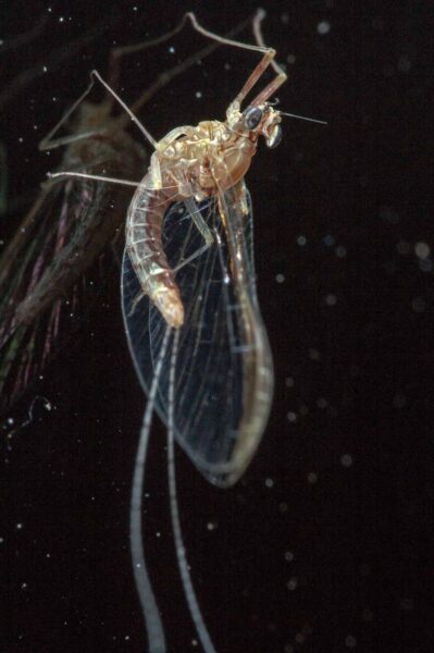 2017-09-26 - RE-Sidenzia auf'm BallKong