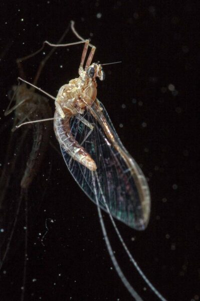 2017-09-26 - RE-Sidenzia auf'm BallKong