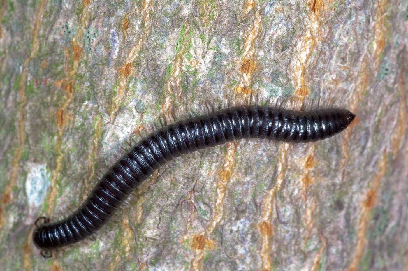 2018-09-27 - NSG Bergehalde Unser-Fritz