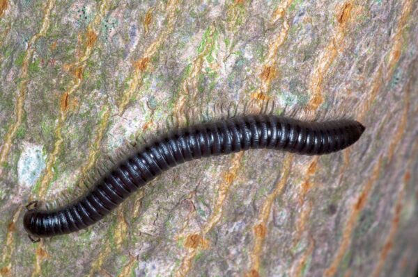 2018-09-27 - NSG Bergehalde Unser-Fritz