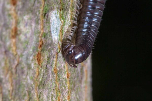 2018-09-27 - NSG Bergehalde Unser-Fritz