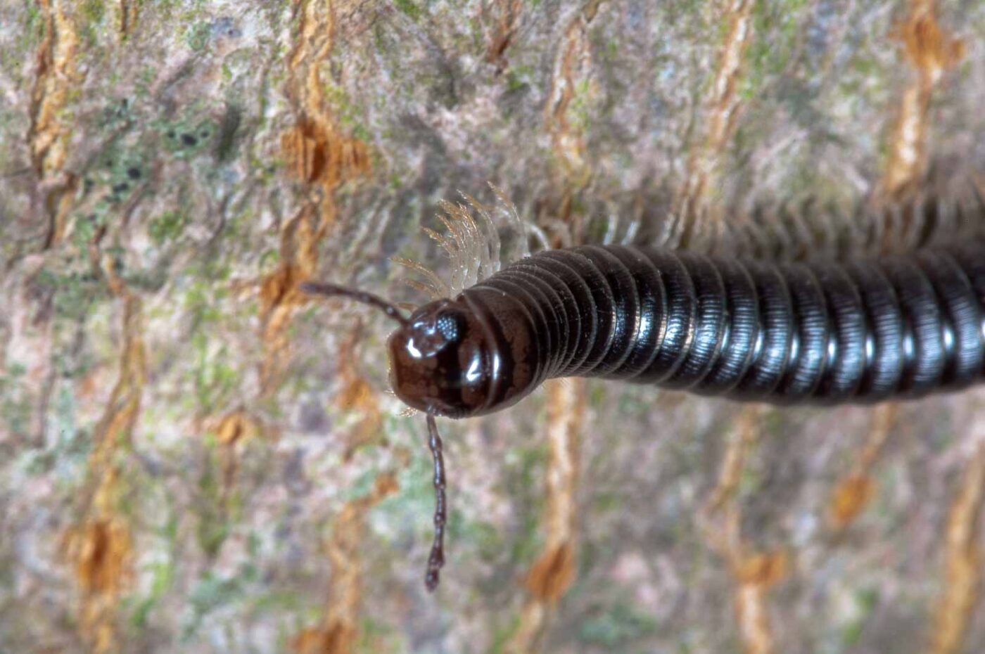 2018-09-27 - NSG Bergehalde Unser-Fritz