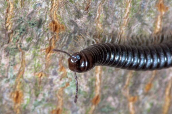 2018-09-27 - NSG Bergehalde Unser-Fritz