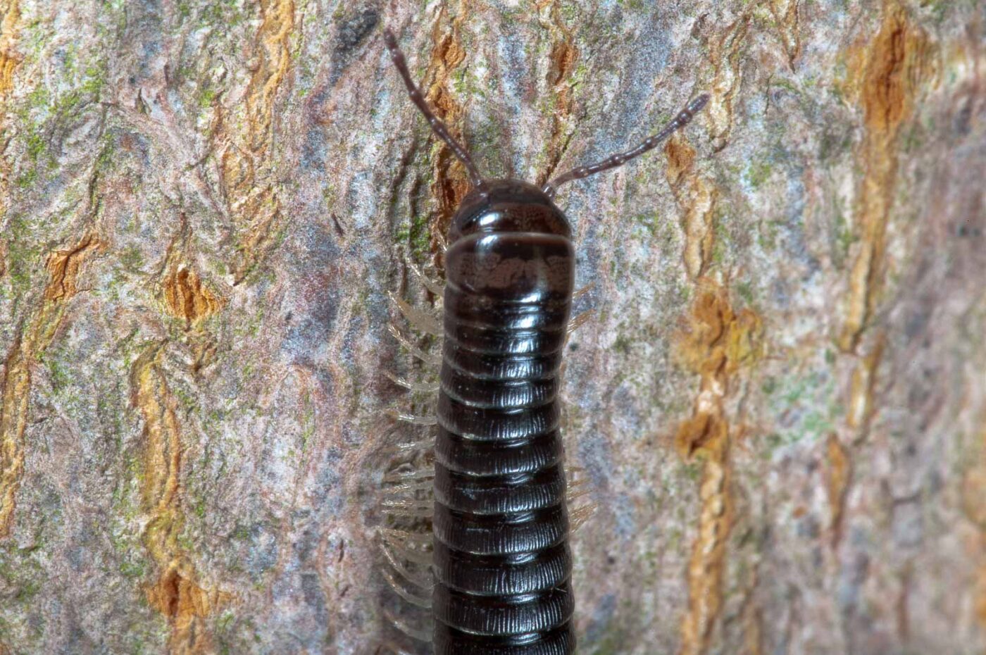 2018-09-27 - NSG Bergehalde Unser-Fritz