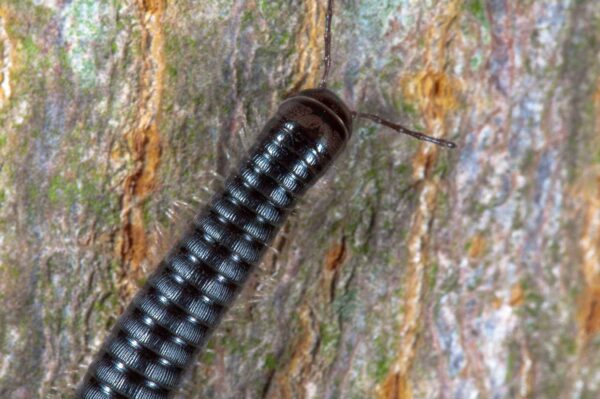 2018-09-27 - NSG Bergehalde Unser-Fritz