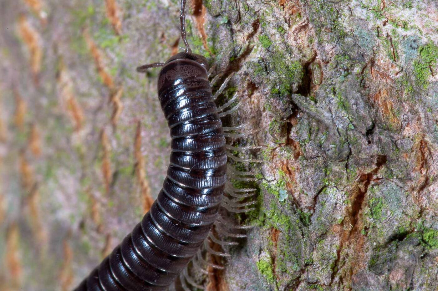 2018-09-27 - NSG Bergehalde Unser-Fritz