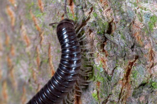 2018-09-27 - NSG Bergehalde Unser-Fritz