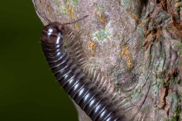 2018-09-27 - NSG Bergehalde Unser-Fritz