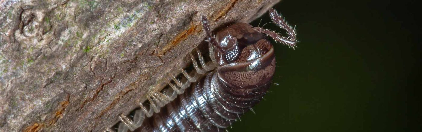 2018-09-27 - NSG Bergehalde Unser-Fritz