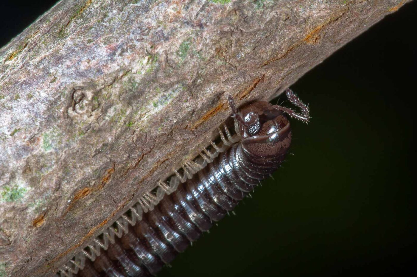 2018-09-27 - NSG Bergehalde Unser-Fritz