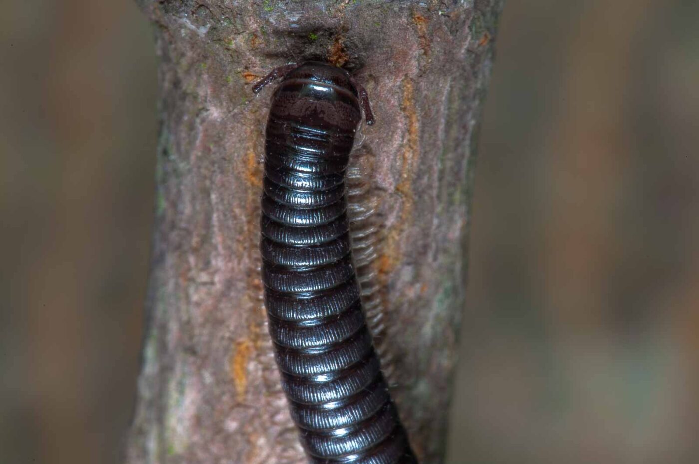 2018-09-27 - NSG Bergehalde Unser-Fritz