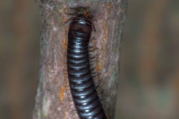 2018-09-27 - NSG Bergehalde Unser-Fritz