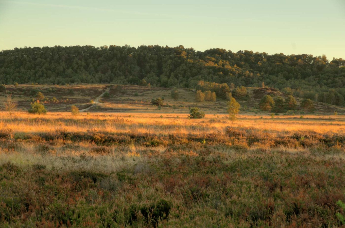 2018-10-05 - NSG Borkenberge Haltern