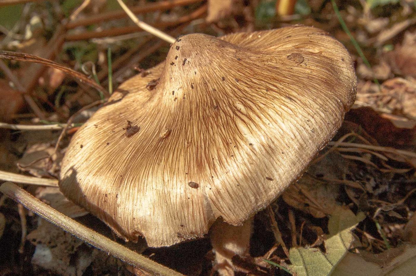 2018-10-10 - NSG Resser Wald und Emscherbruch