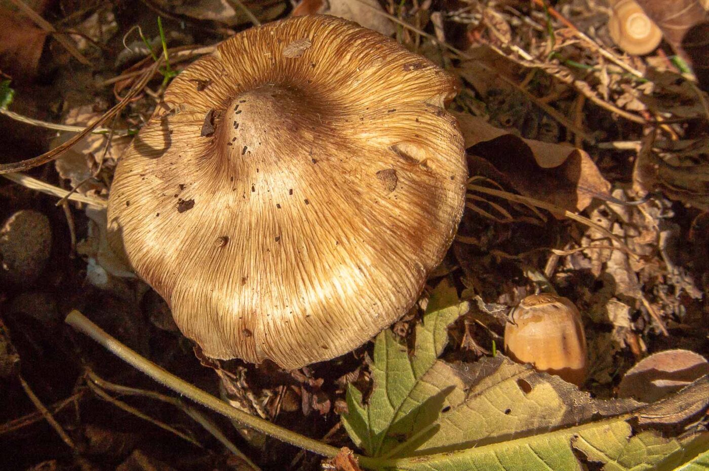 2018-10-10 - NSG Resser Wald und Emscherbruch