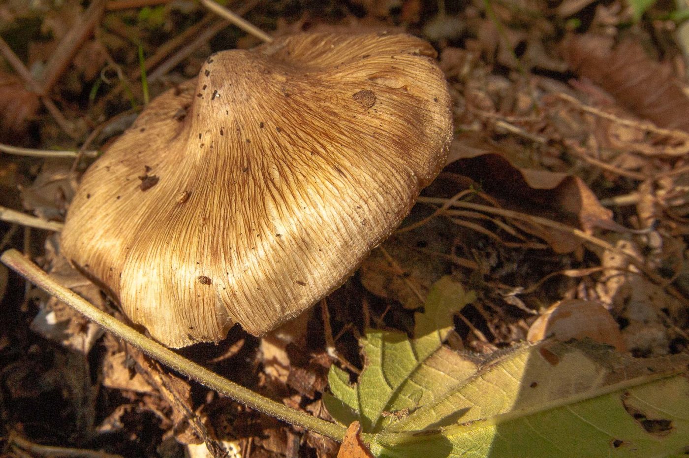 2018-10-10 - NSG Resser Wald und Emscherbruch