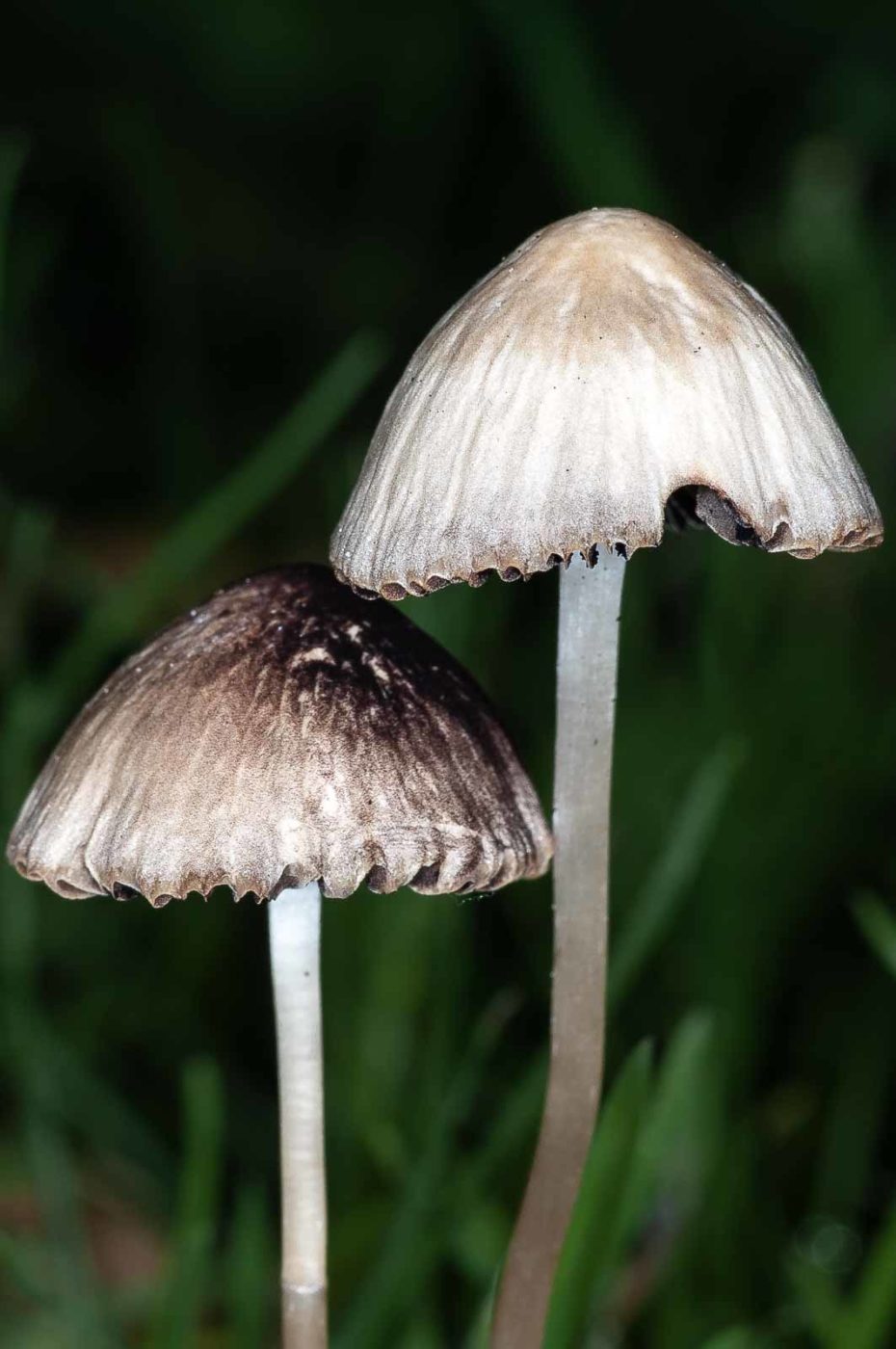 2018-10-10 - NSG Resser Wald und Emscherbruch