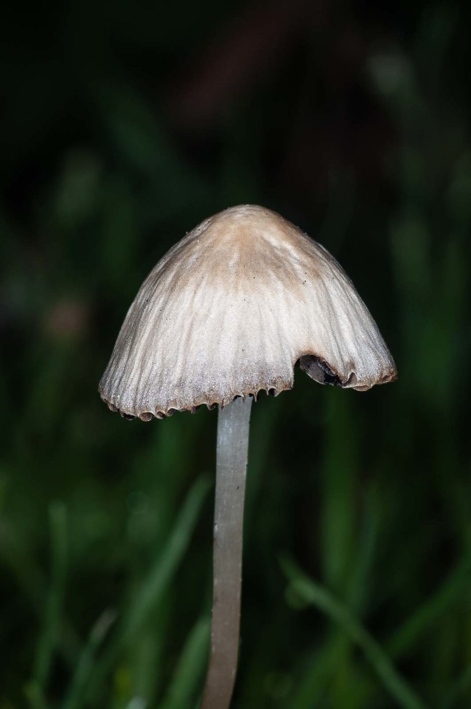 2018-10-10 - NSG Resser Wald und Emscherbruch