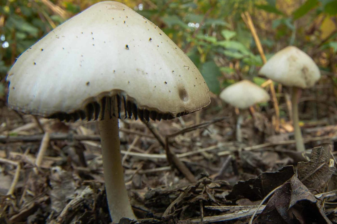 2018-10-10 - NSG Resser Wald und Emscherbruch