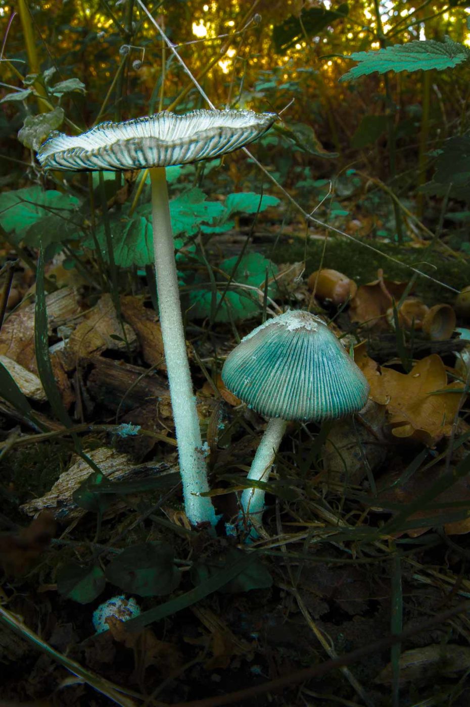 2018-10-10 - NSG Resser Wald und Emscherbruch