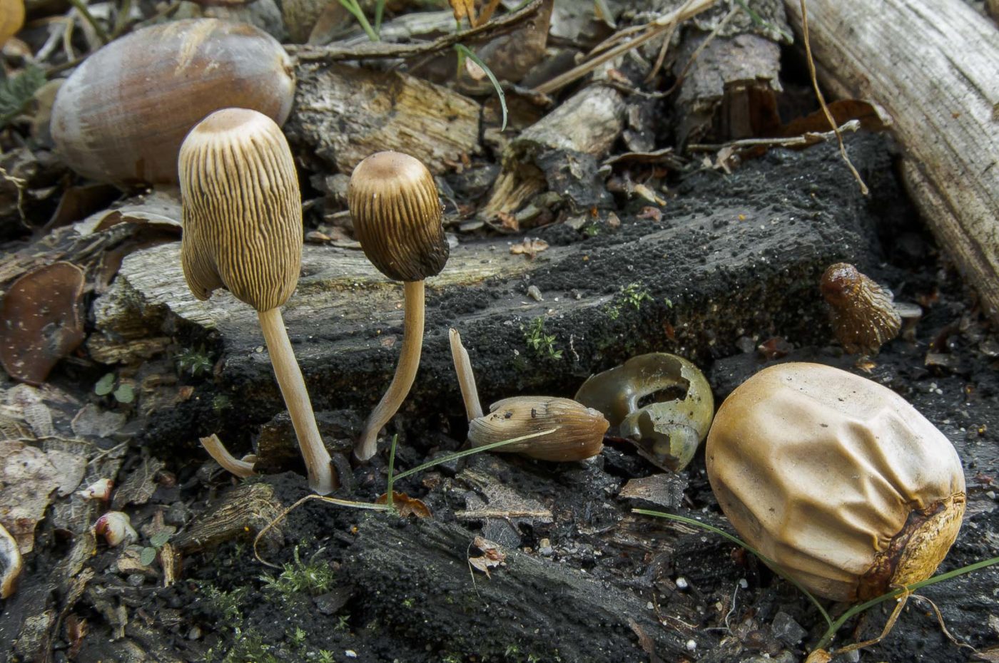 2018-10-10 - NSG Resser Wald und Emscherbruch