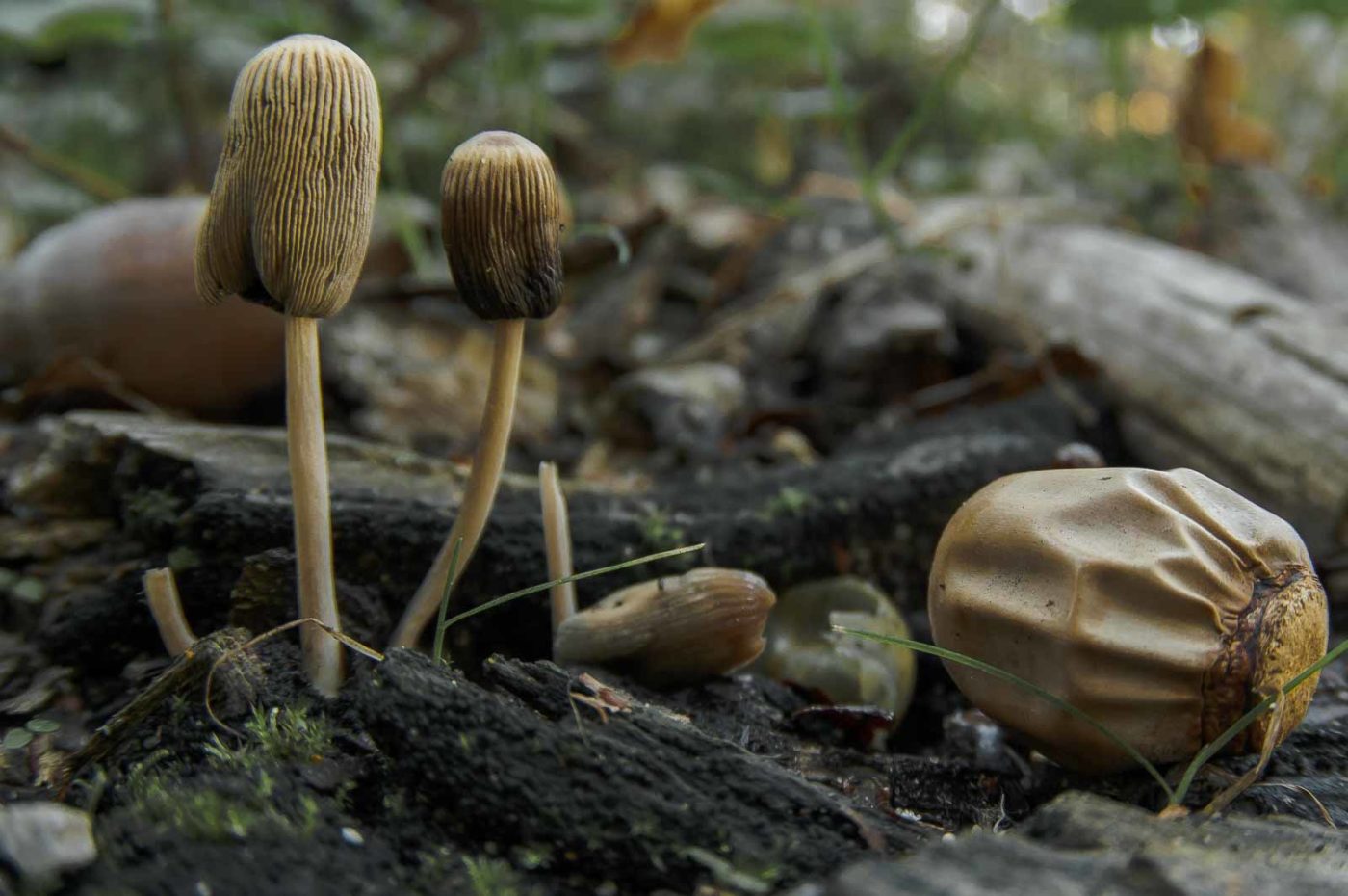 2018-10-10 - NSG Resser Wald und Emscherbruch