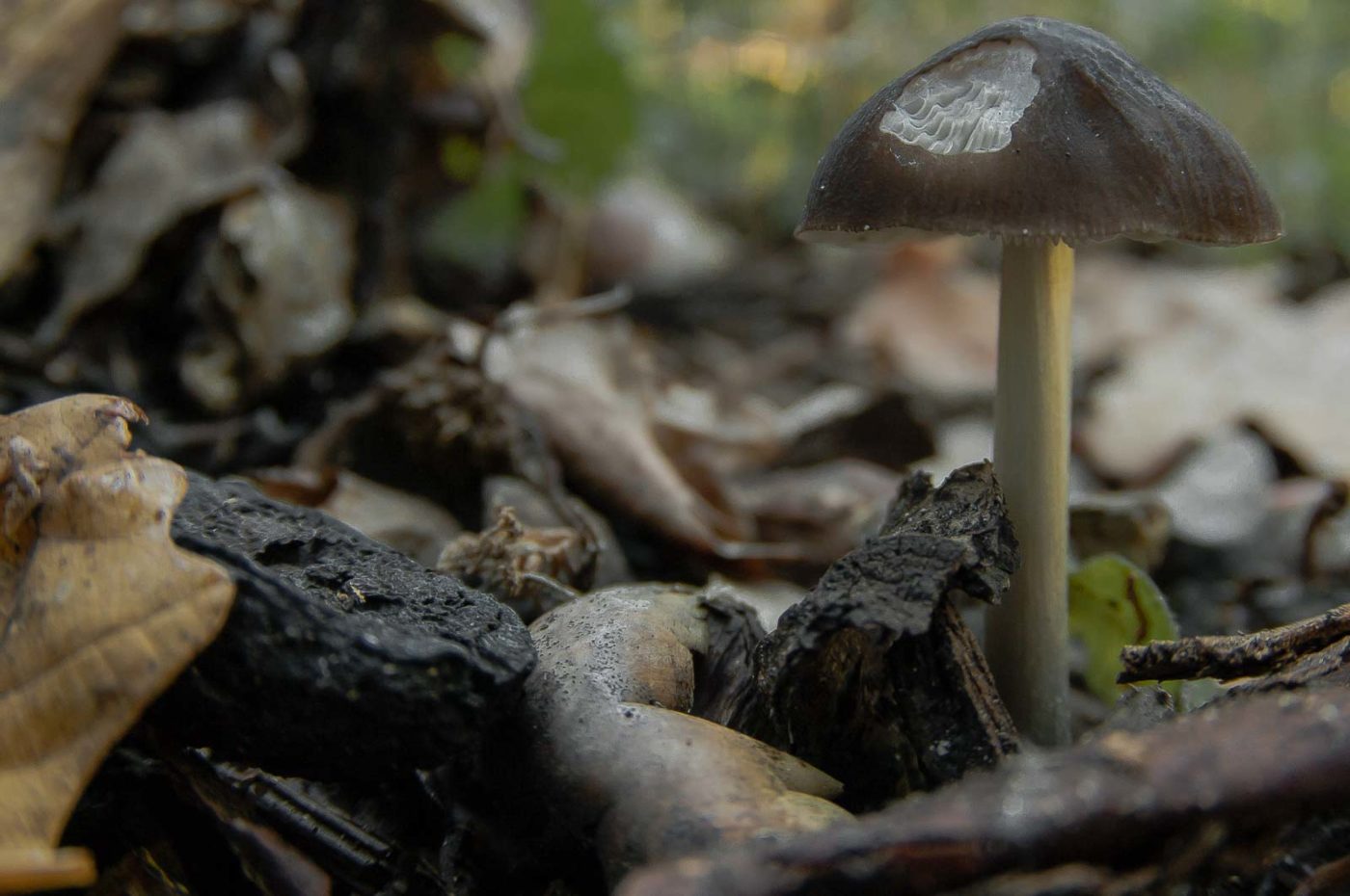 2018-10-10 - NSG Resser Wald und Emscherbruch