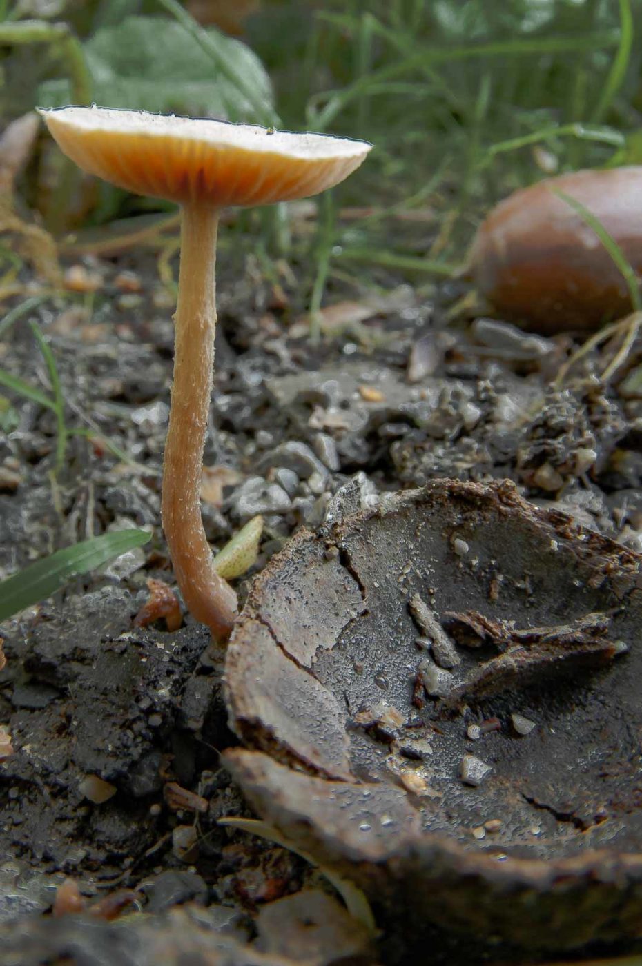 2018-10-10 - NSG Resser Wald und Emscherbruch