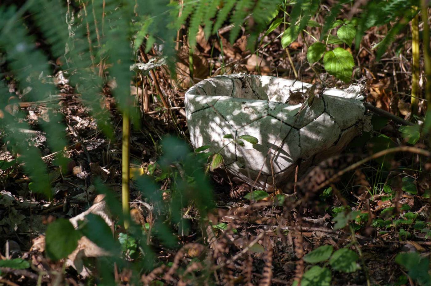 2018-10-10 - NSG Resser Wald und Emscherbruch