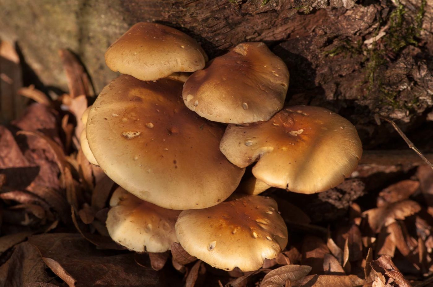 2018-10-10 - NSG Resser Wald und Emscherbruch