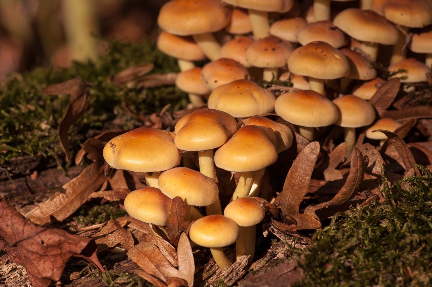 2018-10-10 - NSG Resser Wald und Emscherbruch