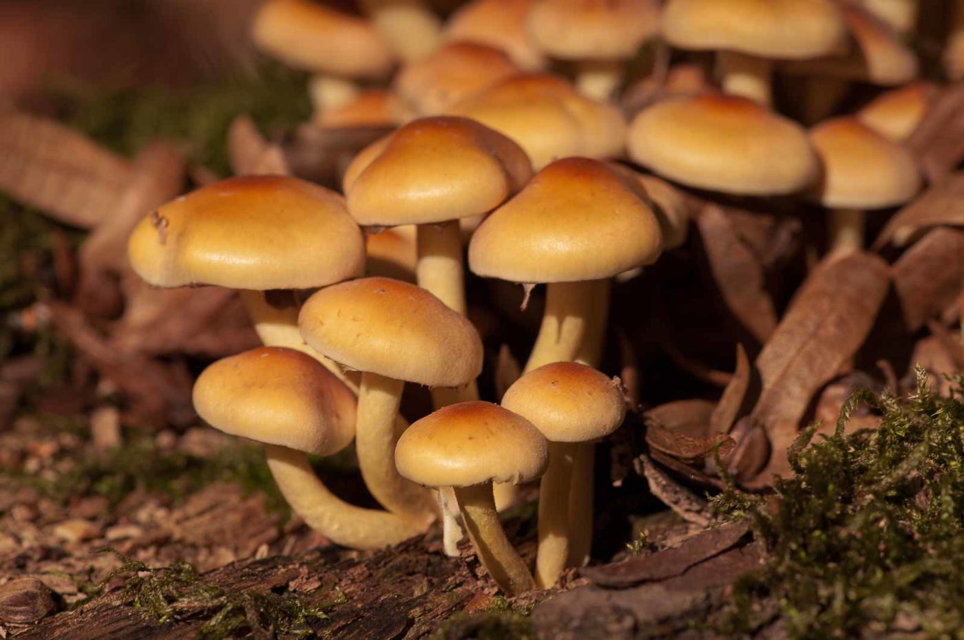 2018-10-10 - NSG Resser Wald und Emscherbruch