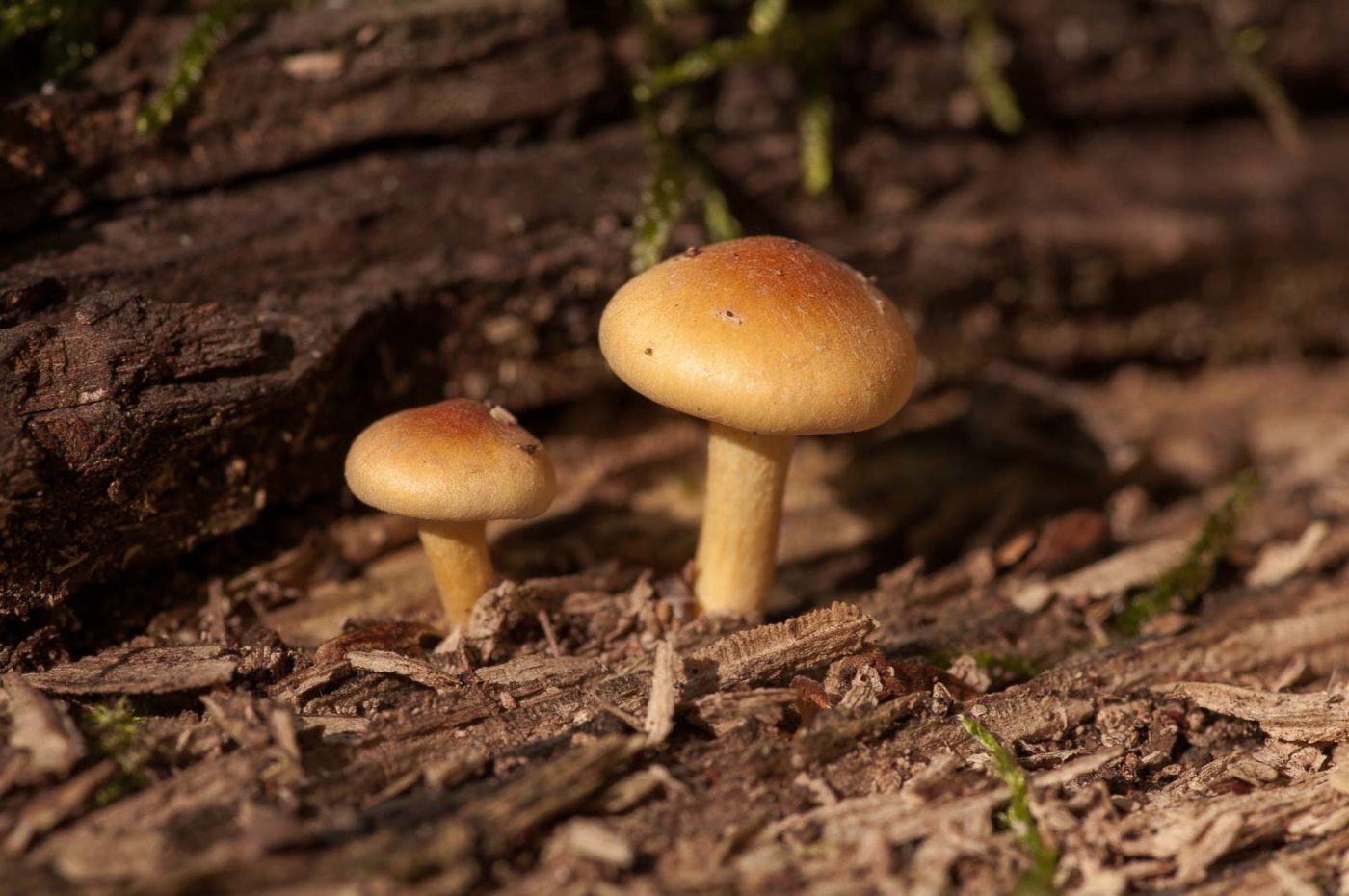 2018-10-10 - NSG Resser Wald und Emscherbruch