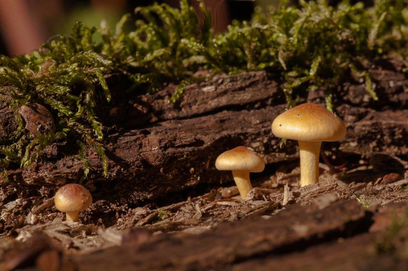 2018-10-10 - NSG Resser Wald und Emscherbruch