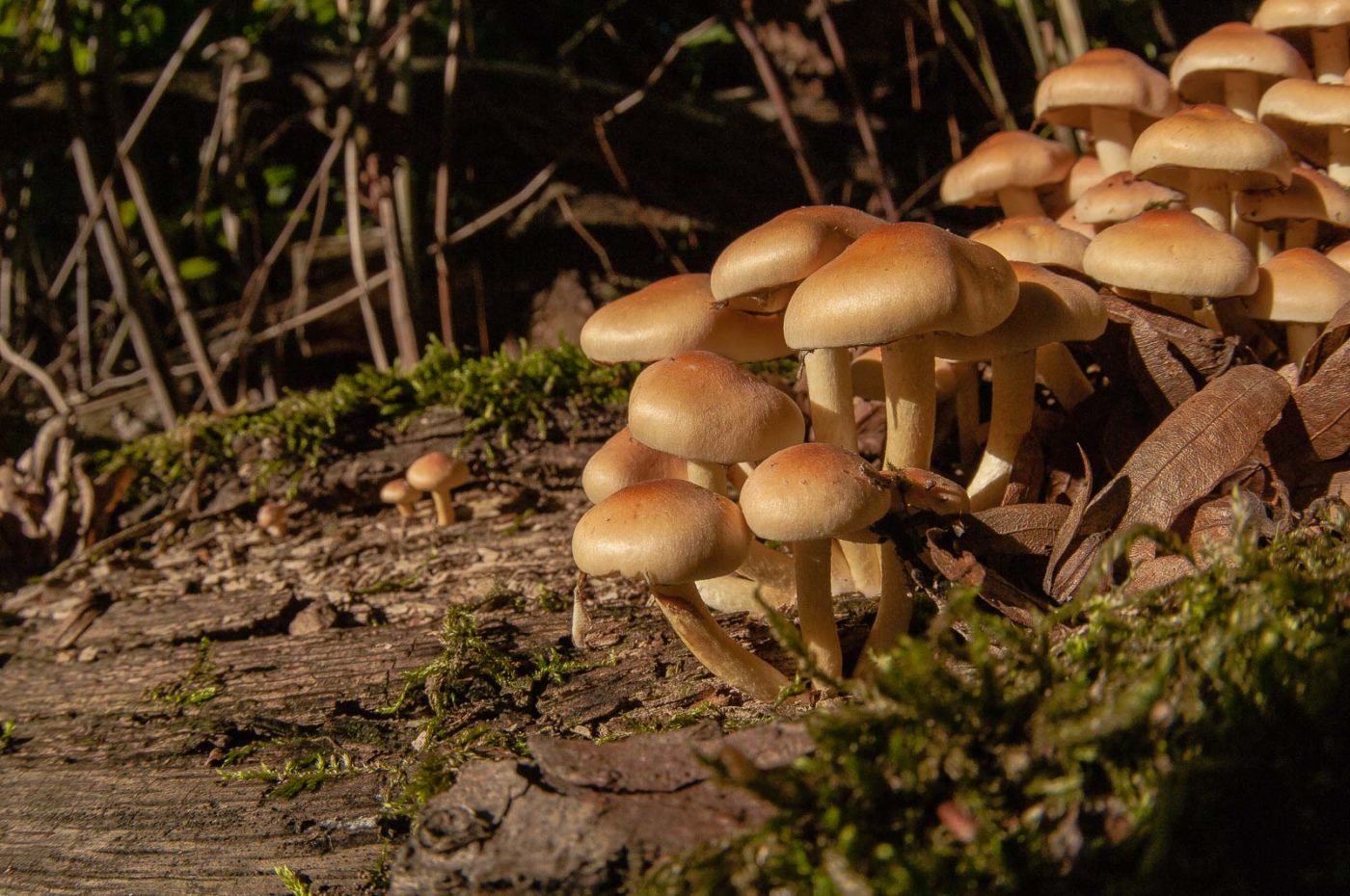 2018-10-10 - NSG Resser Wald und Emscherbruch