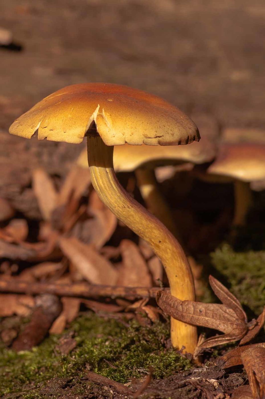 2018-10-10 - NSG Resser Wald und Emscherbruch