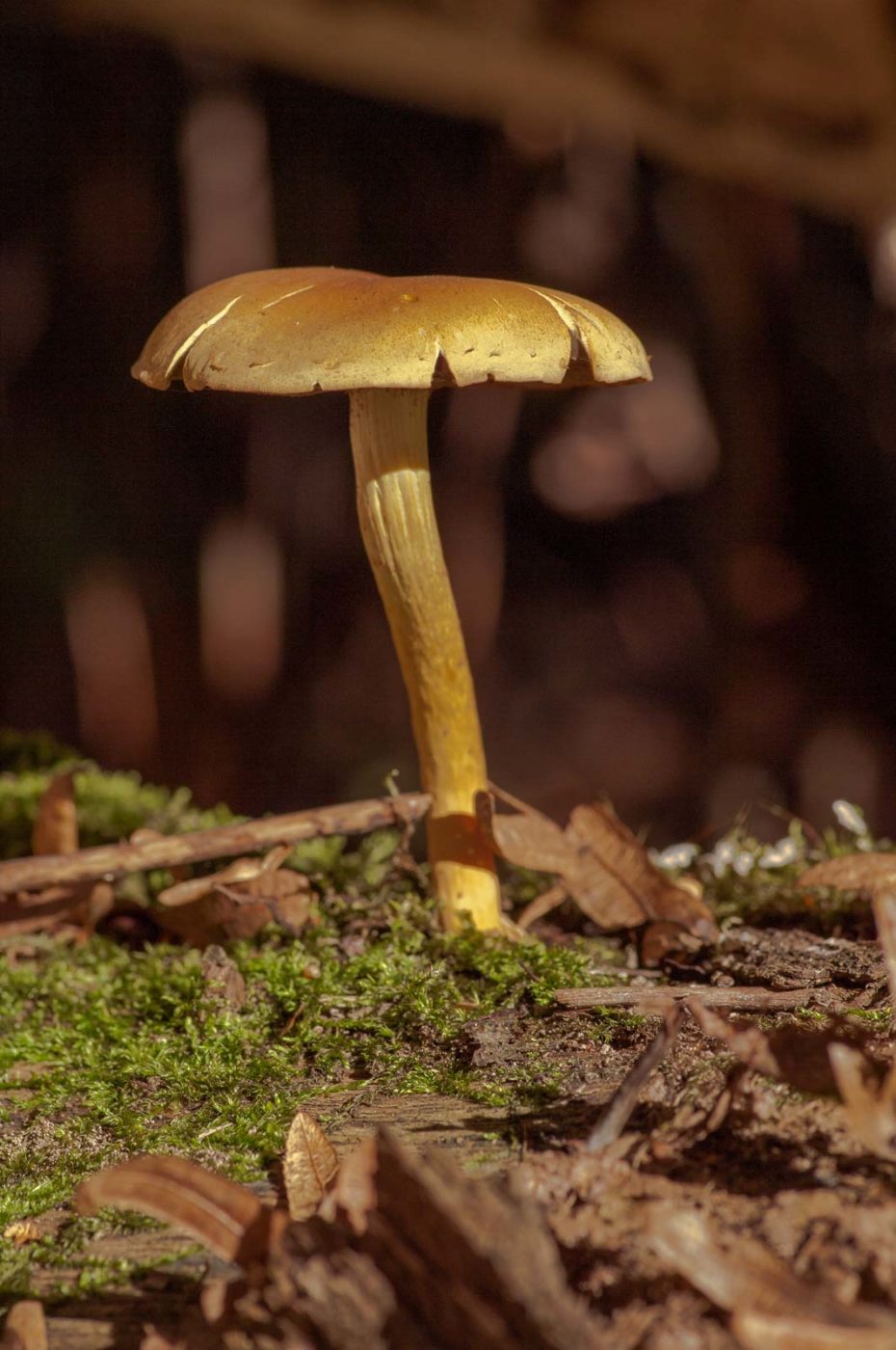 2018-10-10 - NSG Resser Wald und Emscherbruch