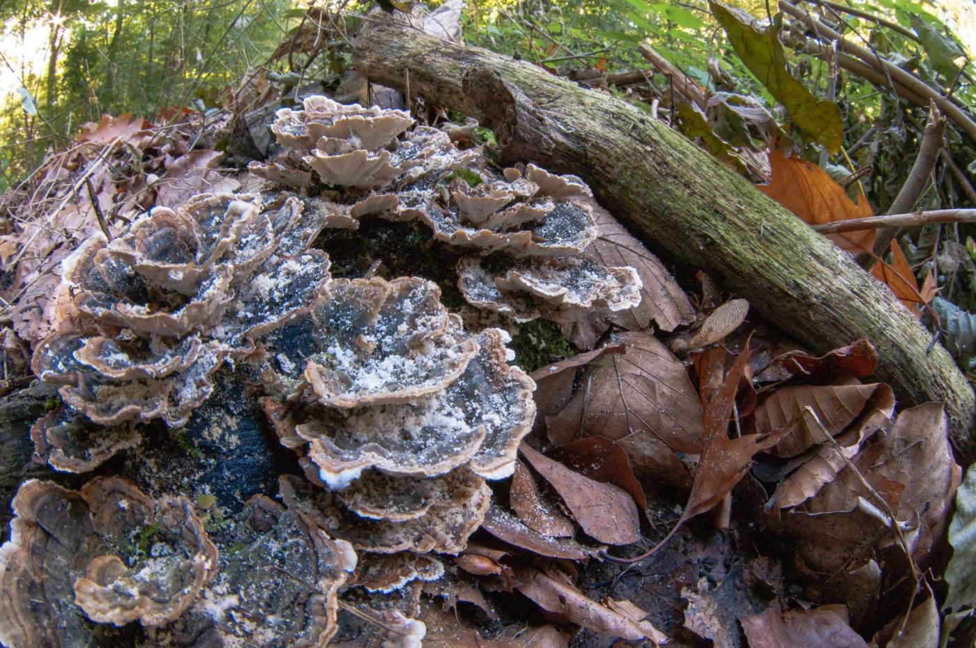2018-10-10 - NSG Resser Wald und Emscherbruch
